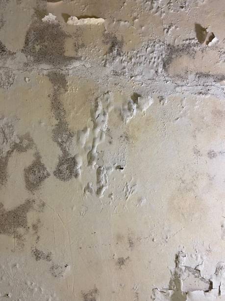 Professional Mold Removal in Jackson, LA